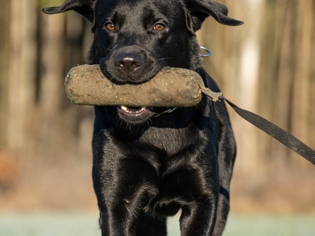 Labrador mit Dummy. Einführung in den Hundesport. Hundetraining in München