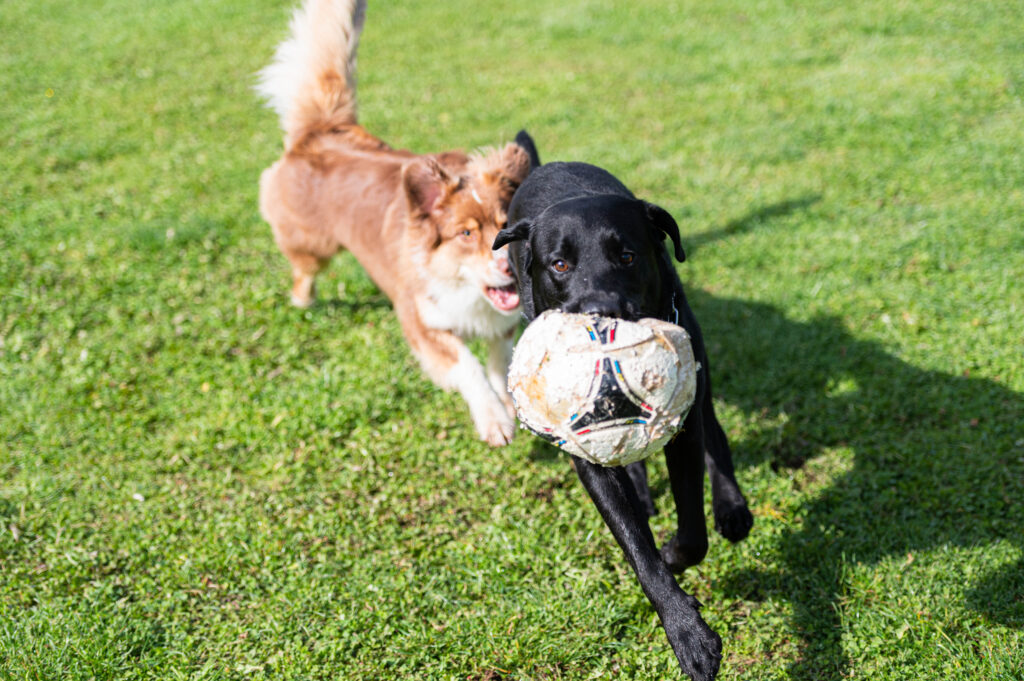 Labrador und Australien Shepherd spielen mit Fußball. Hundetraining in München.