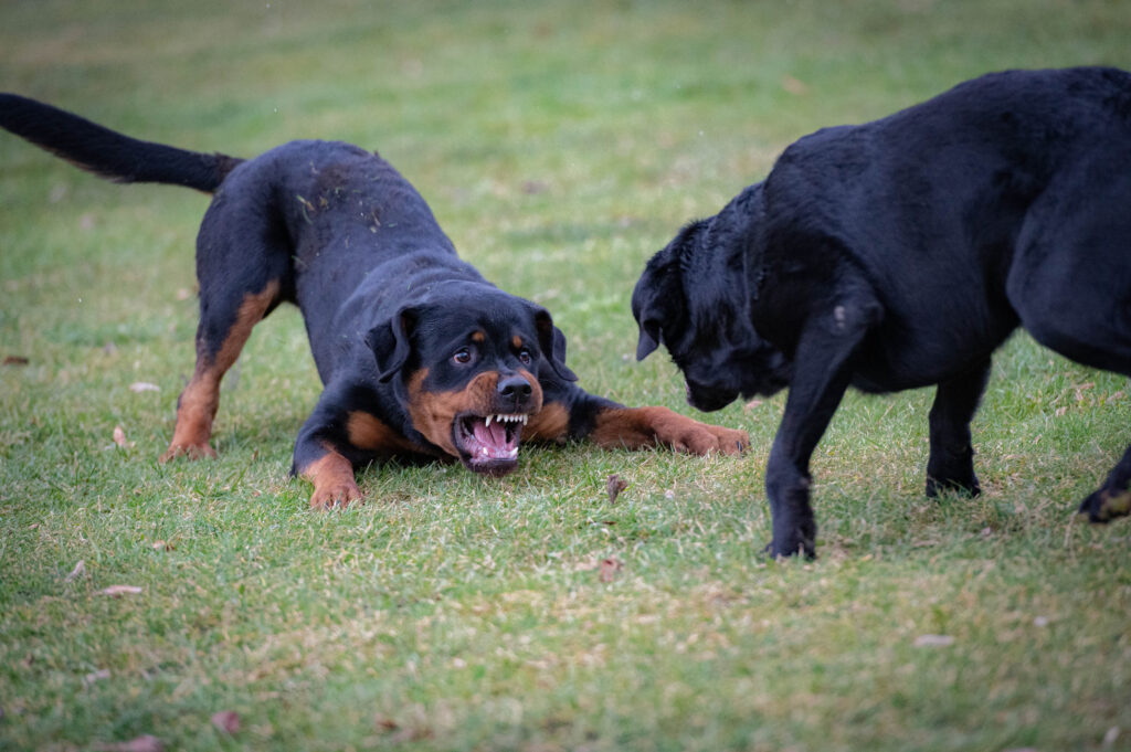 Rottweiler und Labrador beim Spielen. Hundetraining in München. Rasseberatung. Hilfe bei der Wahl der richtigen Hunderasse.