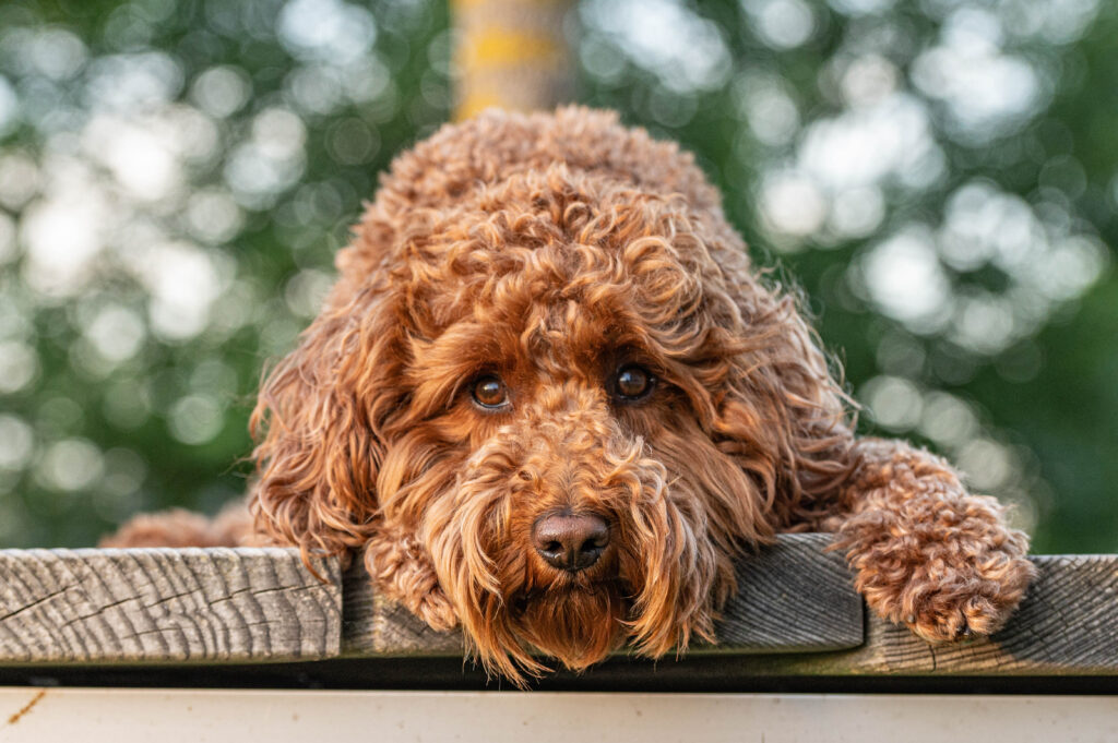 Labradoodle auf Parkbank. Hundetrainer in München.