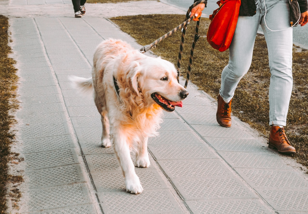 Golden Retriever an der Leine beim Gassi. Mobiler Hundetrainer in München.