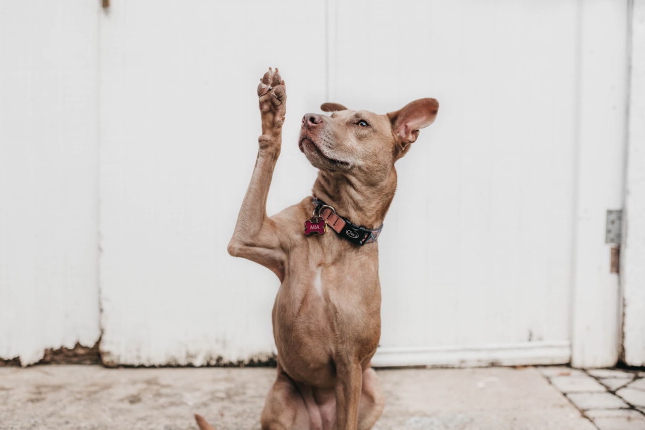 Hunde der die Pfote hebt. Hundetraining in München.