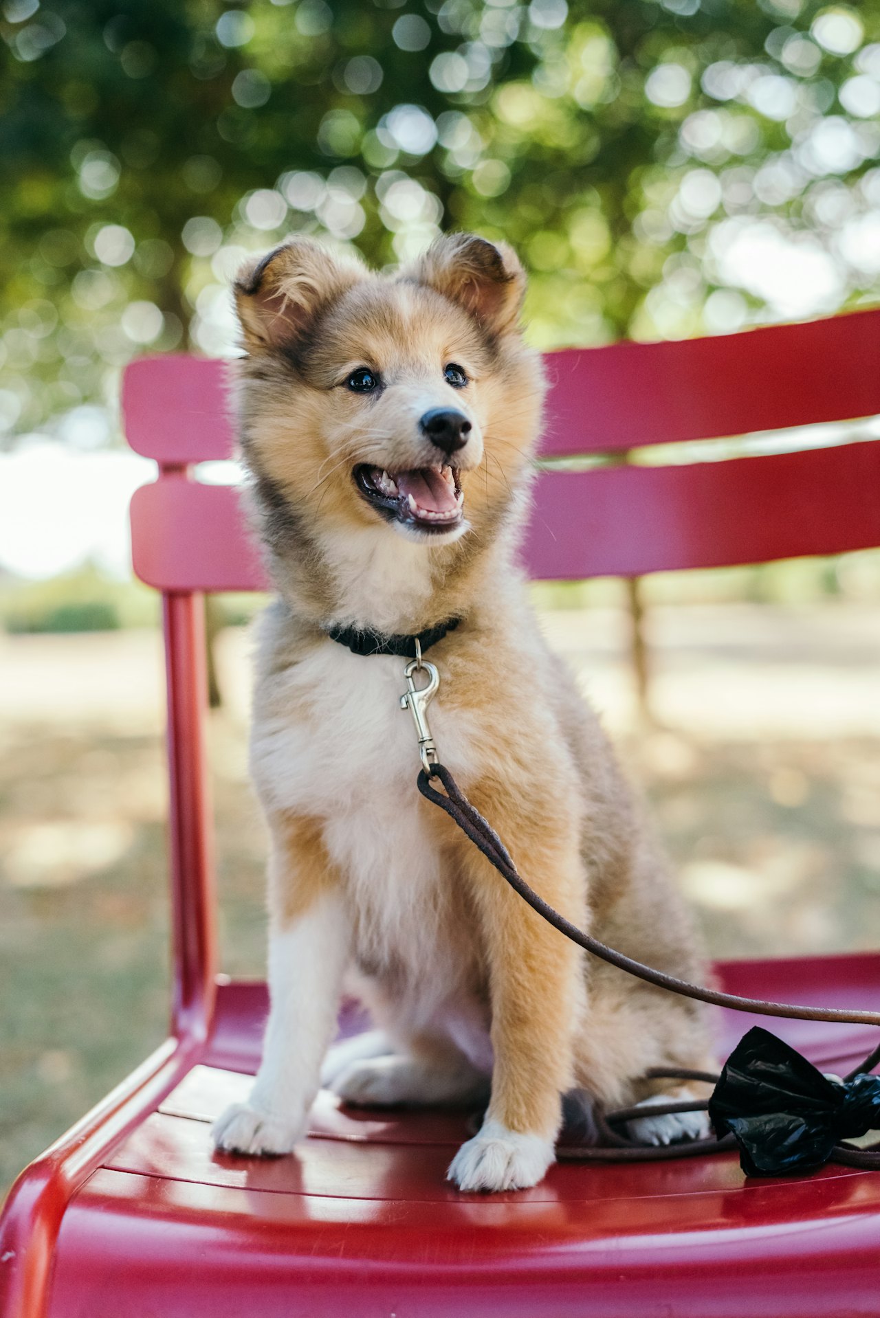 Kleiner Hund auf roten Stuhl. Mobiles Hundetraining in München.