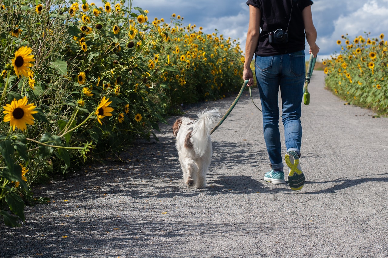 Frau mit Hund beim Gassi durch ein Blumenfeld. Hundetrainer in München