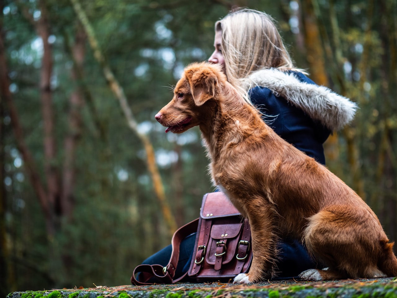 Hundetraining in München