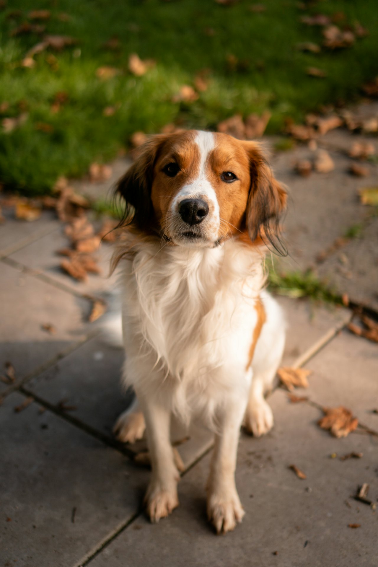 Braun-weißer Hund im Garten. Mobile Hundeschule in München.